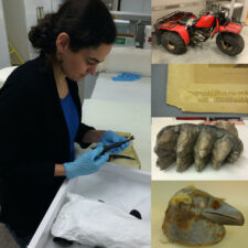 Photograph of conservator Ellen Carrlee and four artifacts of varying conditions